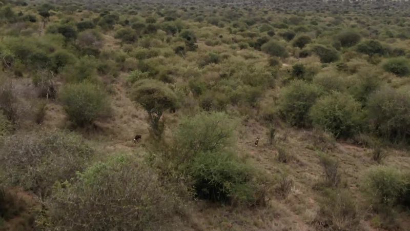Phoenix and her pack are now 18 miles away