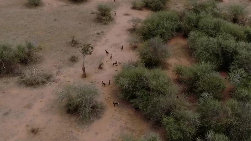 Phoenix and her pack, have the advantage of numbers