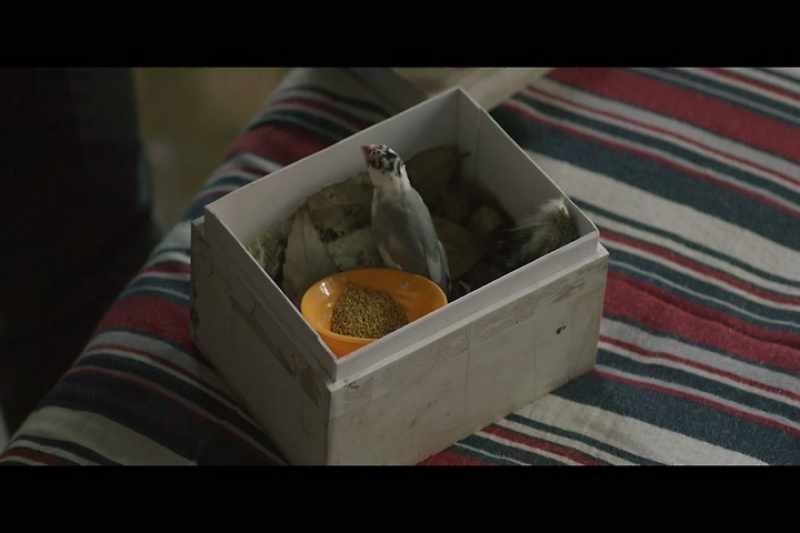[Pia gasps] You kept it? -[bird tweeting]
