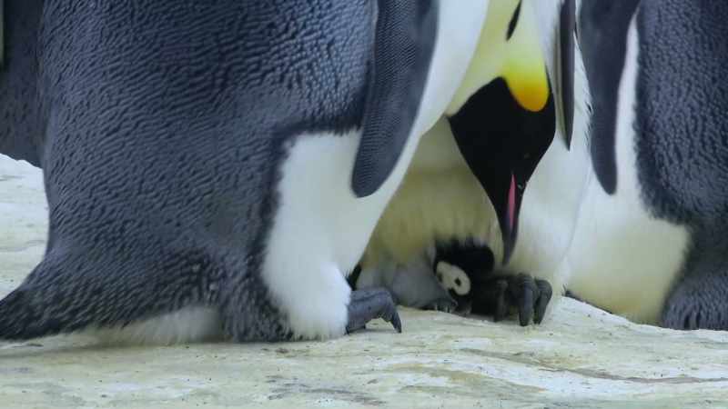 Pico is carefully swapped from one doting parent