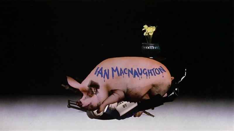 [PIG SNORTS]
