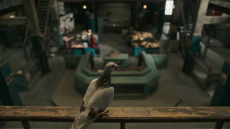 [PIGEON COOING]