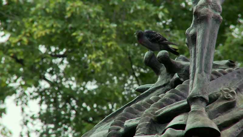 (pigeon cooing)