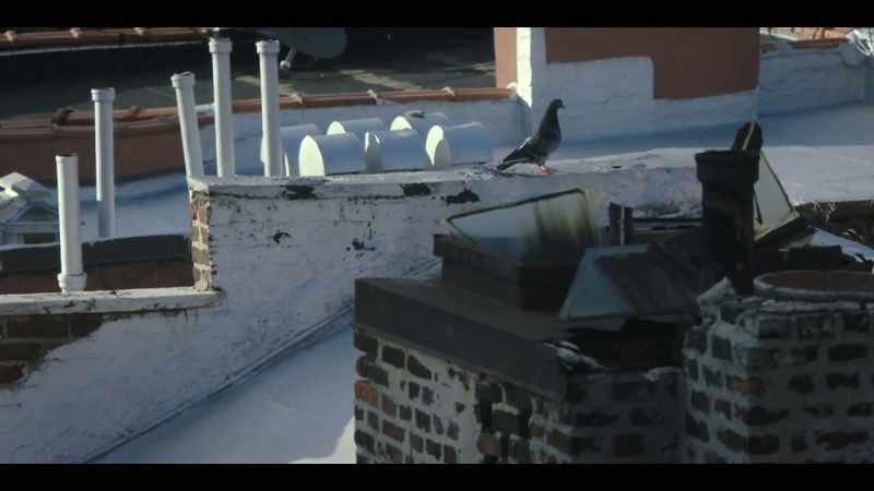 [pigeon coos]