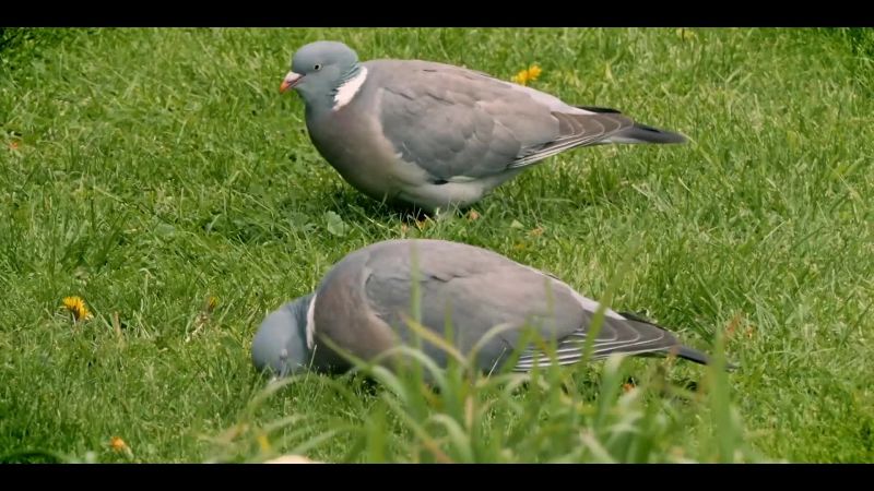 PIGEONS COO