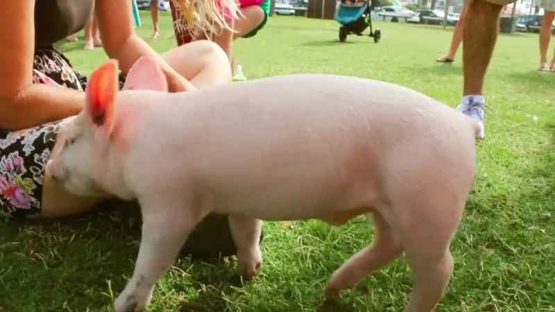 Pigs are naturally very inquisitive animals