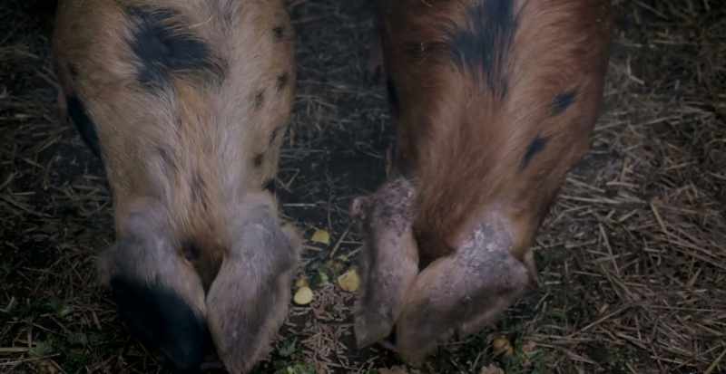 [pigs grunt]