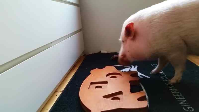 Pigs have been shown in studies to have the intelligence