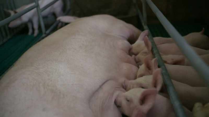 (pigs snuffling)