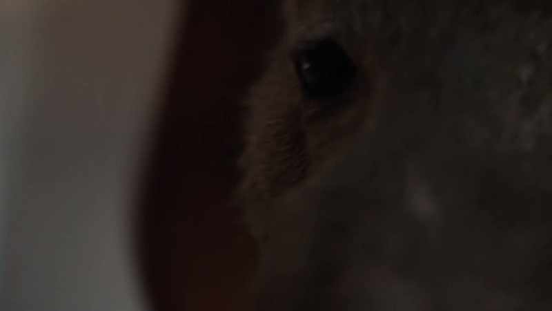 [pigs squealing]