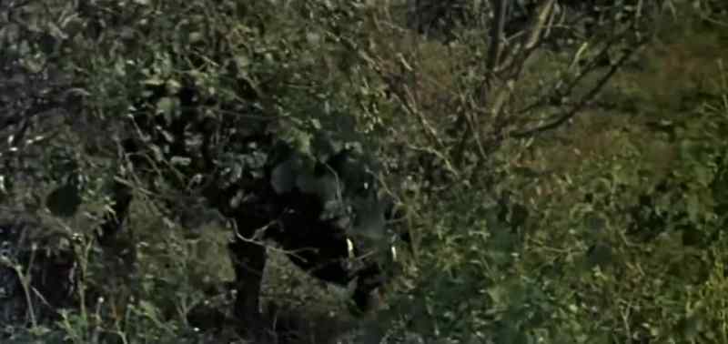 Pigs? - Wild pigs, they can be mean