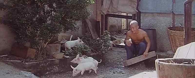 Pigs will grow faster
