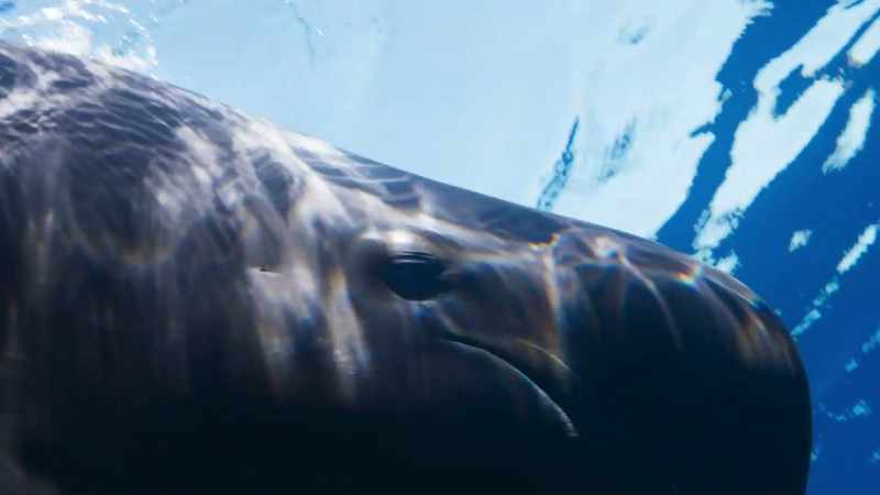Pilot whales have big brains