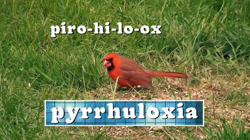 Piro-hi-lo-ox-gua?