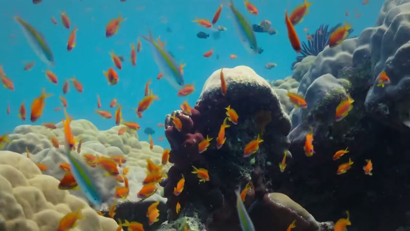Plankton arrives on the reef like a blizzard