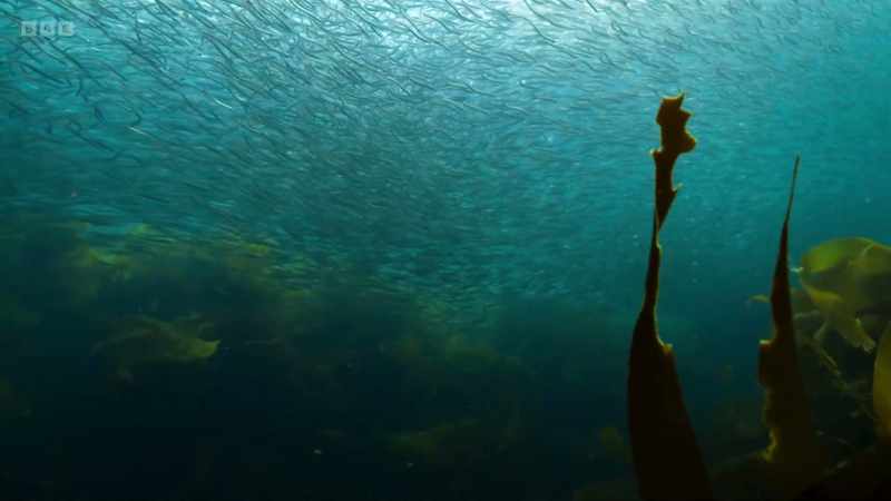 Plankton feeders come in all sizes