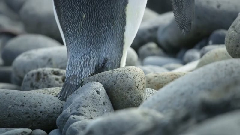 Plankton. Microscopic plants and animals