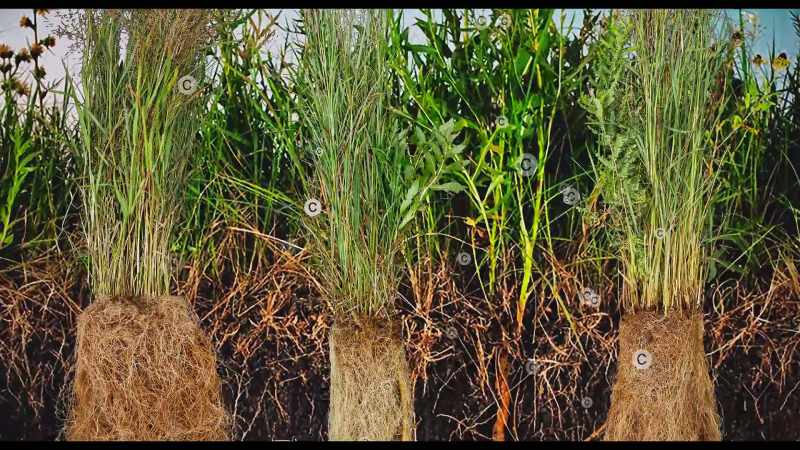 Plants are feeding soil microorganisms carbon