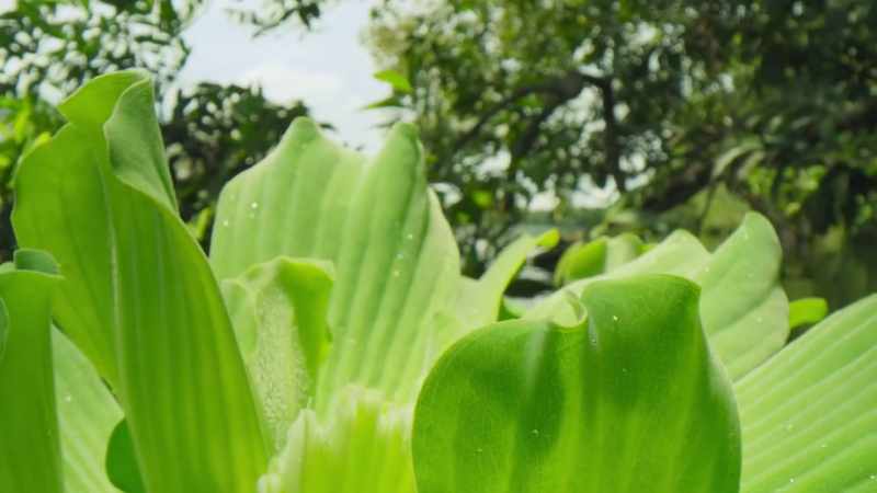 Plants are racing to claim their space on the surface
