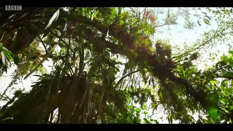 Plants underpin almost every single thing that we require