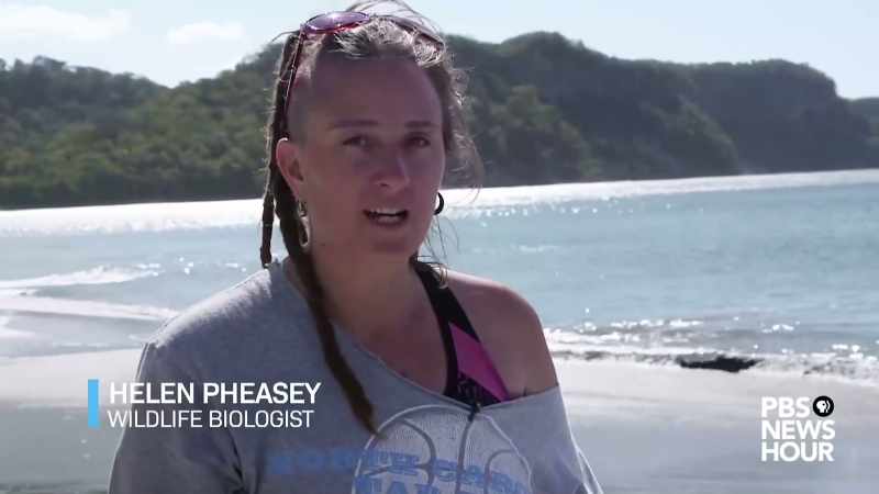 Plastic gets into the marine environment
