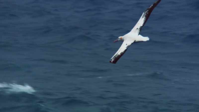 Plastics coming from either being dumped at sea