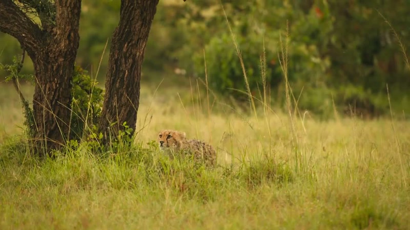 'Playing is how they learn which animals are impossible to catch