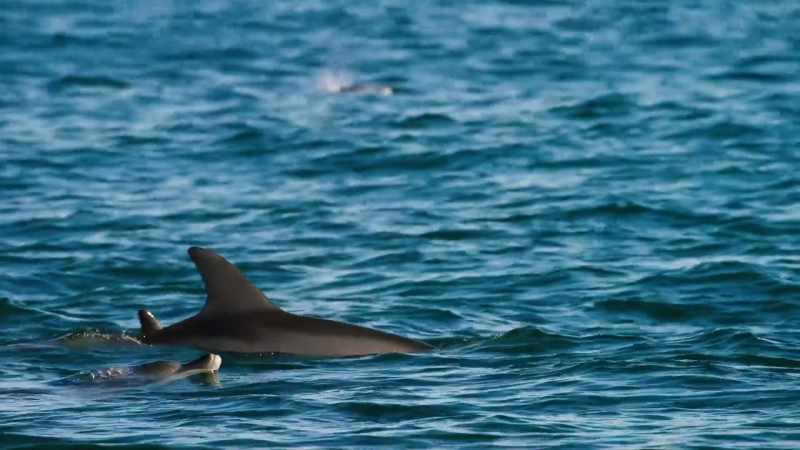 Plenty of dolphins