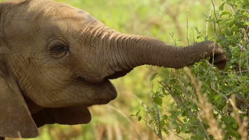 Plucking a single leaf requires painstaking accuracy