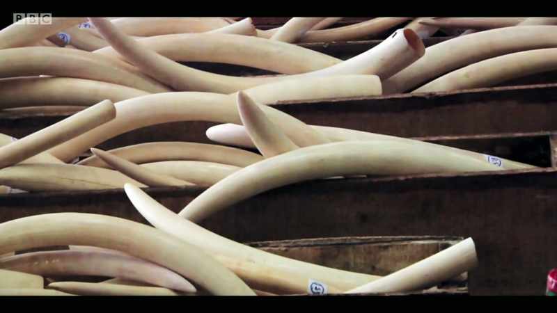 Poaching is still sort of like a war