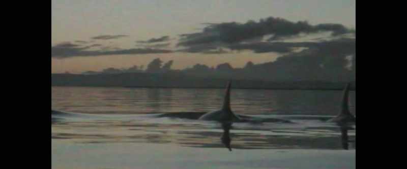 Pod of Orcas
