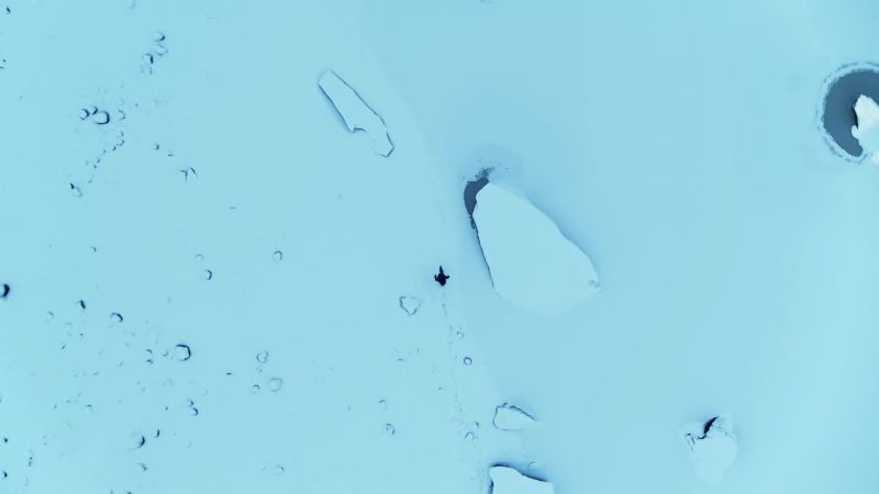 Polar animals have evolved to survive the coldest