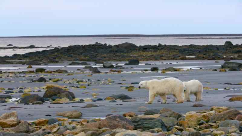 Polar bear families, teenagers