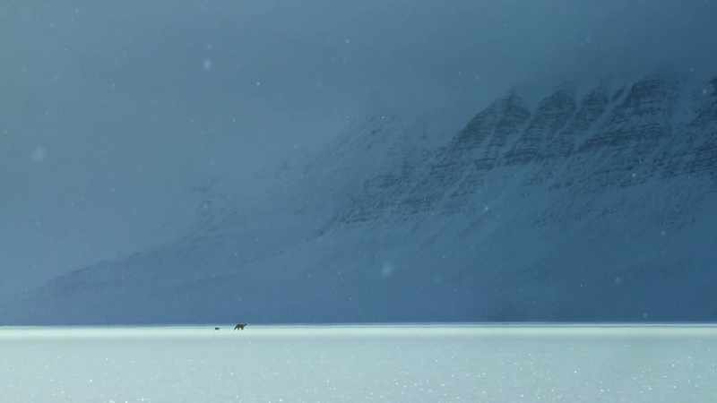 Polar bears are adaptable predators, but they rely on sea ice