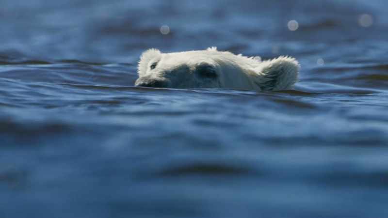 Polar bears are skilled marine hunters