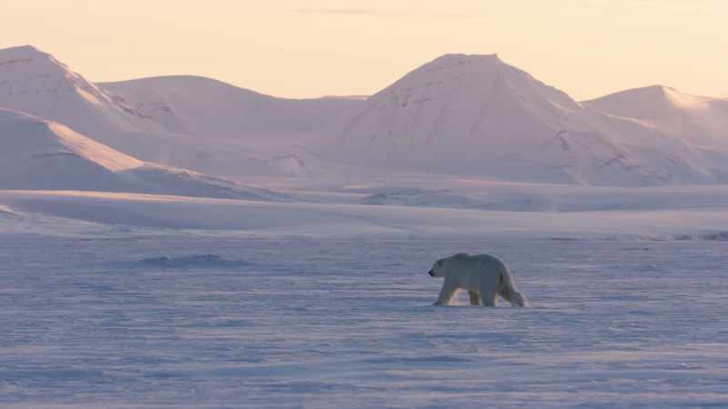 Polar bears thrive at this time of year