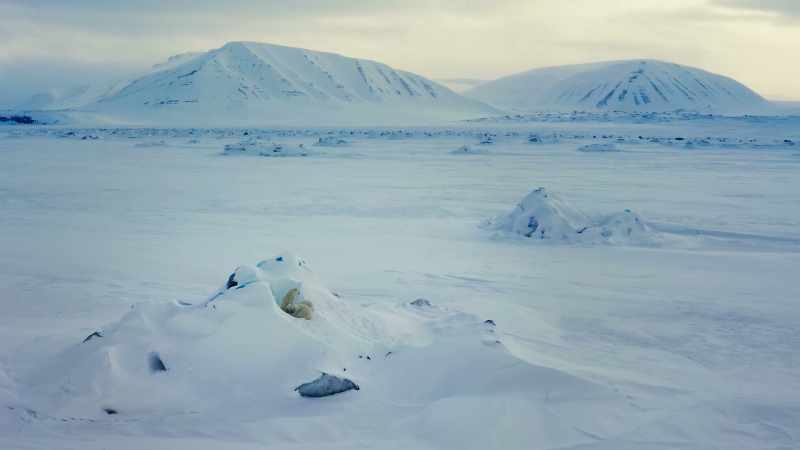 Polar bears