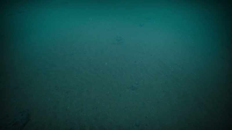 Polar mud full of small creatures