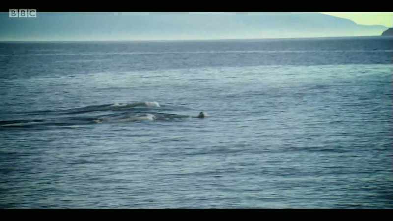Pollutants can have a lasting impact on species