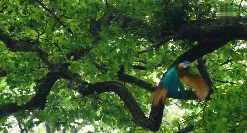 (Poly squawks)