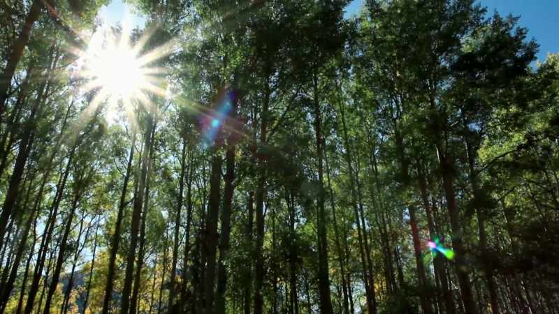 Poplars naturally transform trichloroethylenes