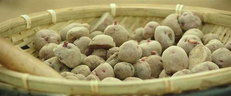 Potatoes are planted first in spring