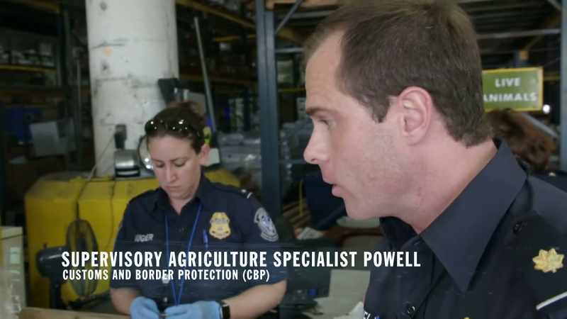 POWELL: Yeah. There are insects crawling around here