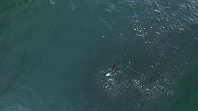 Powerful ocean currents attract huge shoals of fish