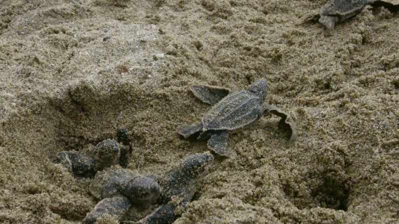 Precious new hatchlings are also given a helping hand