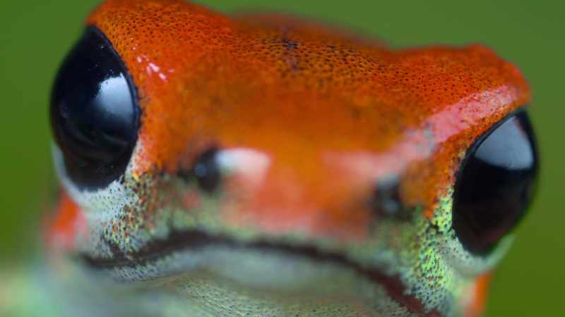 Predators recognise his colour as a sign of danger and avoid him