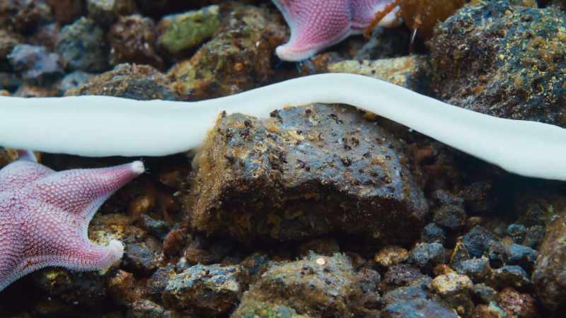 Predatory nemertine worms are three metres long