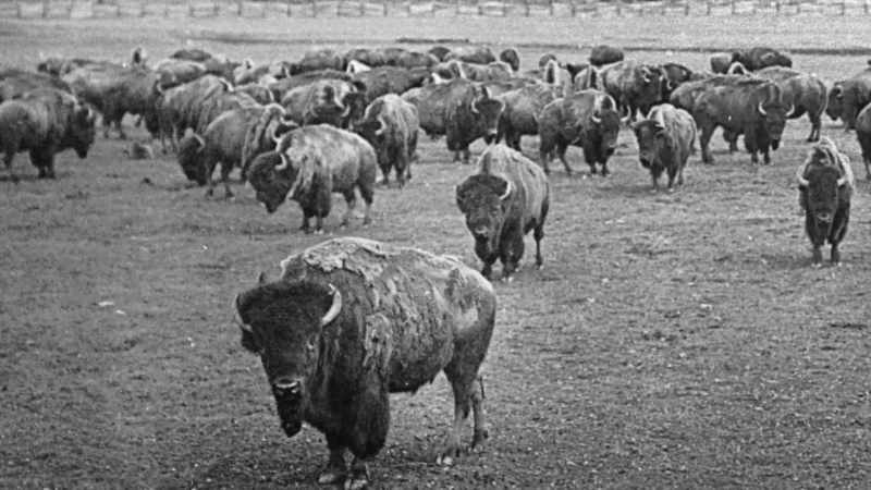 President Roosevelt favored the proposal;
