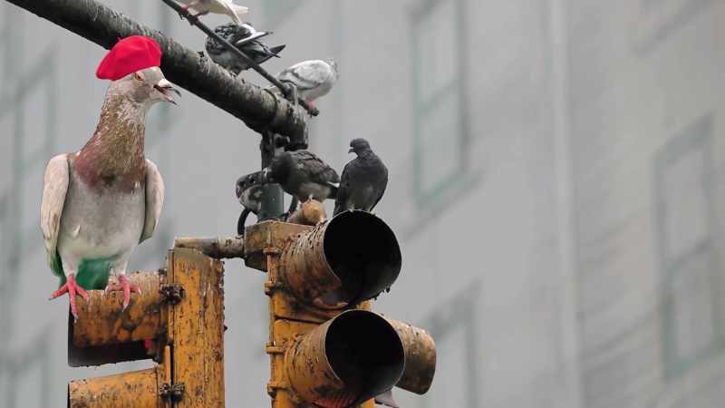 Pretentious pigeon!