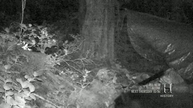 Pretty sure I just saw a cougar